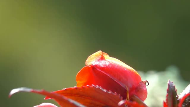 蜂蜂视频素材