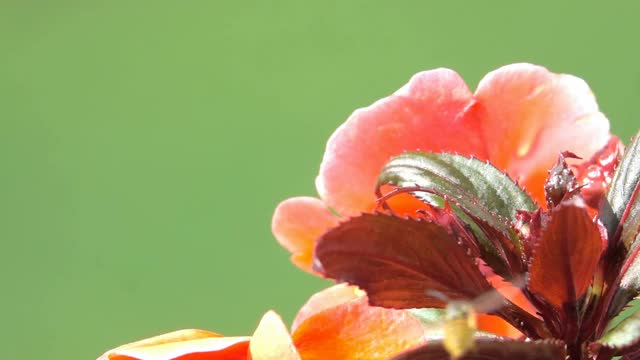 蜜蜂，黄蜂，花多彩的大自然视频素材