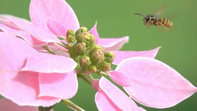 蜜蜂黄蜂与水滴视频素材