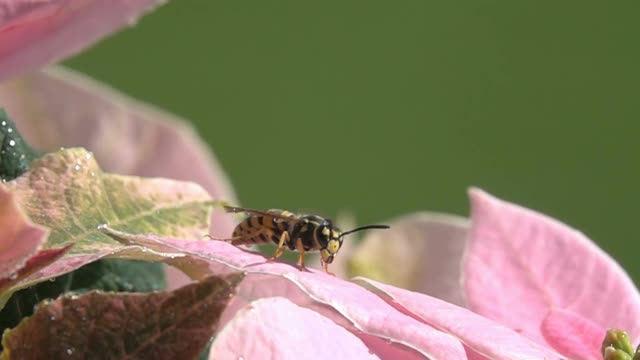 蜜蜂黄蜂与水滴视频素材