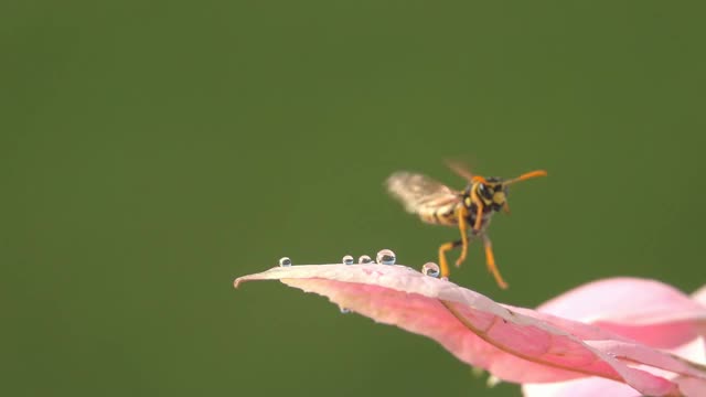 蜜蜂黄蜂和水滴在粉红色的花朵上饮水视频素材