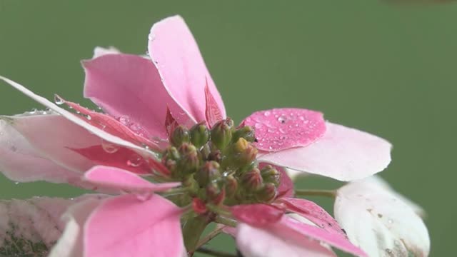 大黄蜂滴水喝视频素材