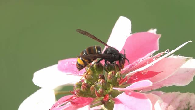 黄蜂黄蜂视频素材