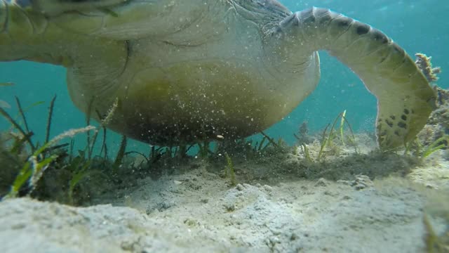 海龟喂食。视频素材