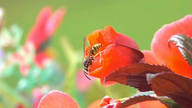 蜜蜂，黄蜂，红花视频素材