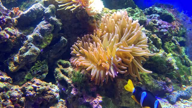 热带鱼水族馆，奇妙美丽的海底世界，珊瑚和热带鱼，丰富多彩的海洋生物视频素材