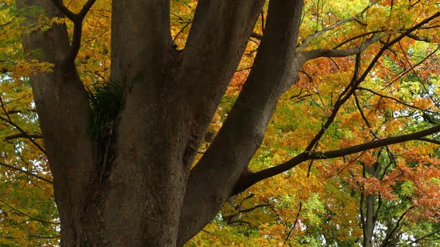 日本的zelkova被称为日本榆树或keyaki视频素材