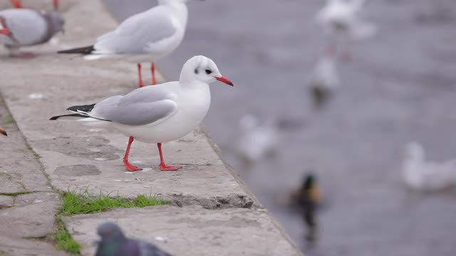 河堤上的海鸥视频素材