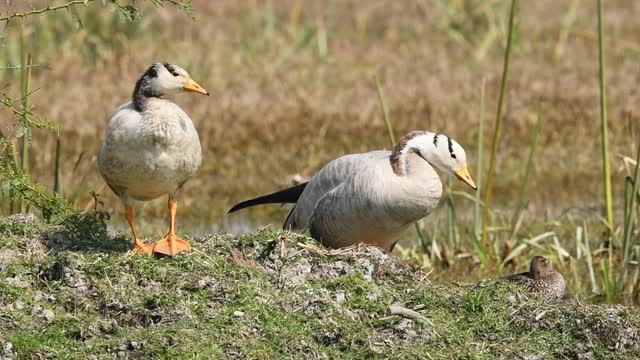 Bar - headed goose pair清洁功能在自然的绿色背景在keoladeo国家公园或bharatpur鸟类保护区印度拉贾斯坦邦视频素材