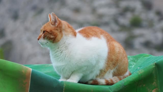 街道上的一个停车场，一只流浪猫坐在盖着一辆车的布上。视频素材