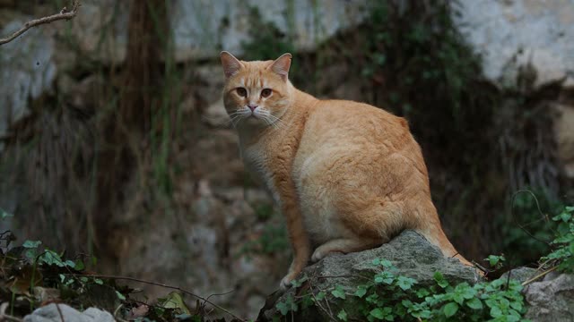 一只流浪猫爬在一所废弃房屋的废墟上。视频素材