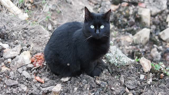 流浪的黑猫蜷缩着坐在街上。视频素材