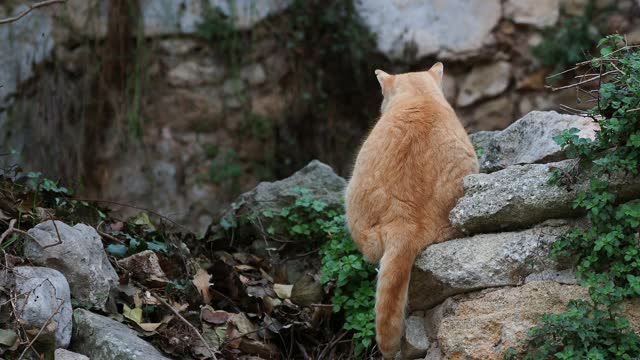 一只流浪猫爬在一所废弃房屋的废墟上。视频素材