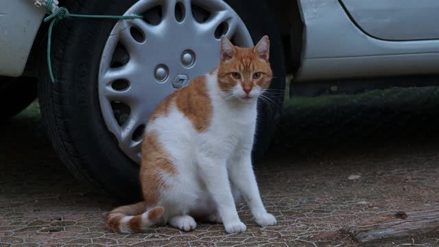 街上一只流浪猫坐在一辆车的车轮旁。视频素材