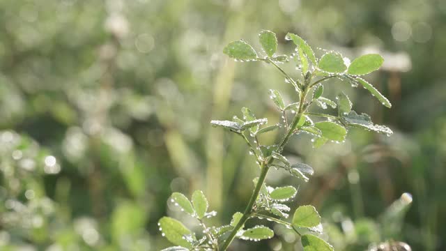 三叶草的花朵和叶子视频素材