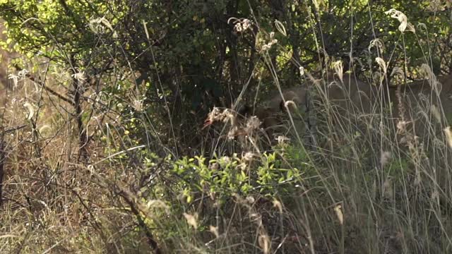 非洲狮在休息视频素材