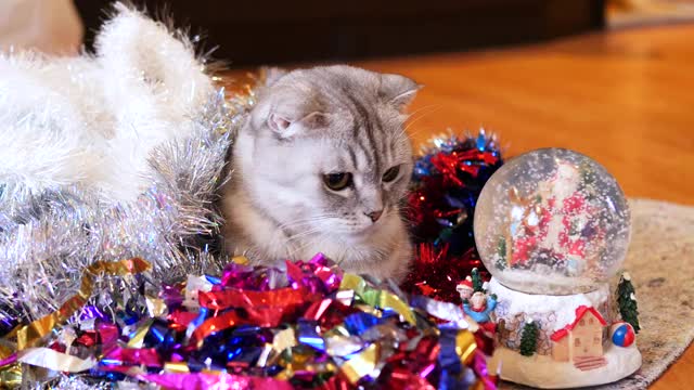 苏格兰折猫和新年雪球。猫在等圣诞节。视频素材