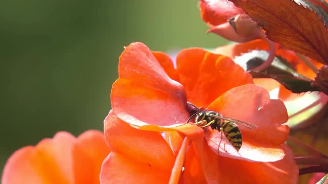 蜂蜂飞视频素材