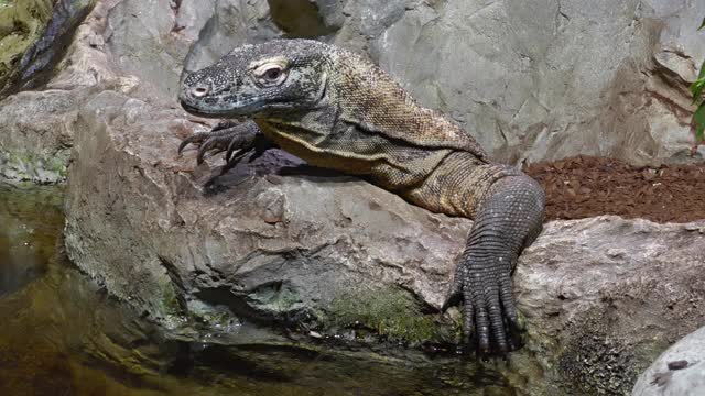 科莫多巨蜥或科莫多巨蜥(Varanus komodoensis)特写镜头视频素材