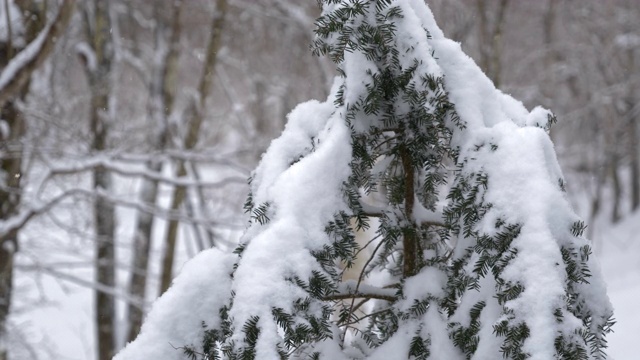 森林里的雪(慢镜头)视频素材