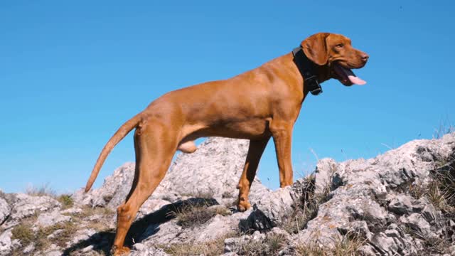 匈牙利维兹拉犬在阳光明媚的一天在山顶视频素材