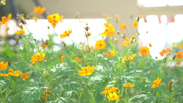 黄色的星爆花是花，美丽的颜色被风轻轻吹。视频素材