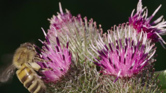 英国多塞特牛蒡上的蜜蜂视频素材