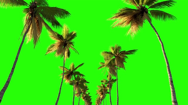 从绿色背景上的棕榈树沿道路移动的摄像机。3d动画的关键手掌附近的海。视频素材