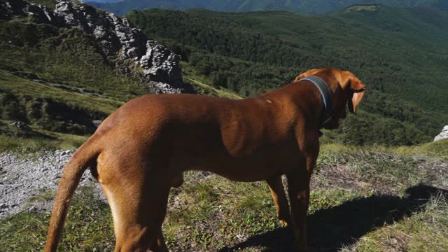 匈牙利Vizsla狗在阳光明媚的日子从山顶看视频素材