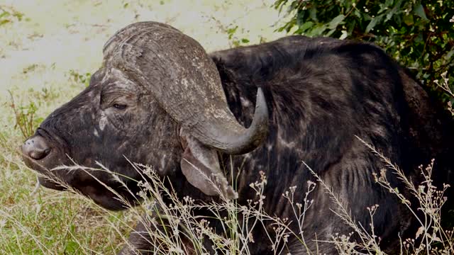 野牛在野外反刍视频下载