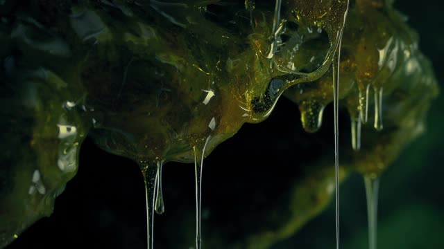 黏液滴突变生物体特写视频素材