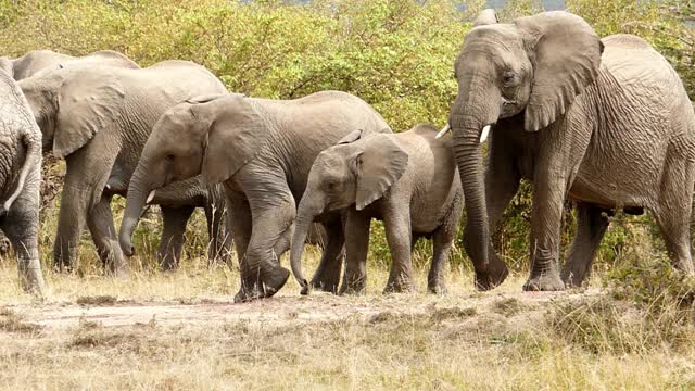 野生非洲象视频下载