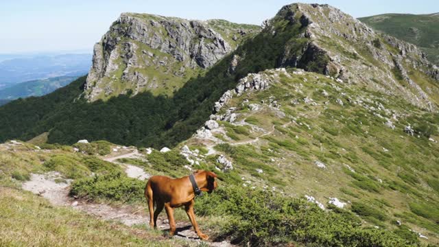 在山路上的匈牙利维兹拉犬。狗对着绿色的山峰和岩石的山峰视频素材