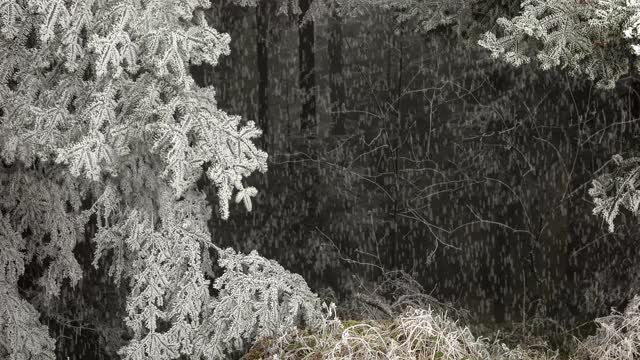 飘落的雪花，大气的冬季森林景观动画。冰冻的深色木材，冷杉树枝上的白霜和雪花在移动的形象。冬天的魔法。松树上结霜。视频下载