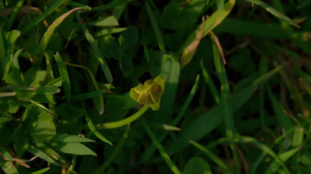 英国多塞特田间的小白屈菜花视频素材