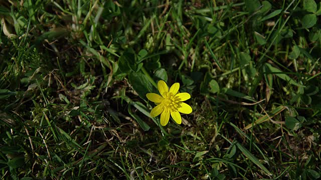 英国多塞特田间的小白屈菜花视频素材