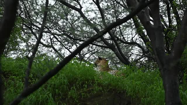 在印度中部森林的季风季节狩猎时，雄豹或黑豹坐在高树树荫下的宽镜头视频素材