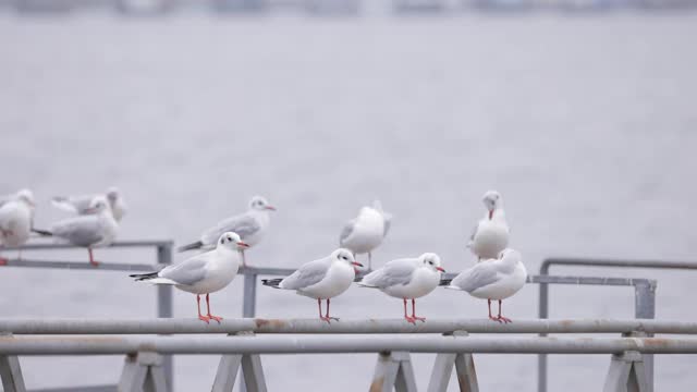 河堤上的海鸥视频素材