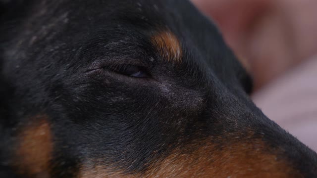 近距离的肖像睡眠黑和棕达克斯猎犬，醒来和睁开眼睛。狗狗的家庭生活视频素材