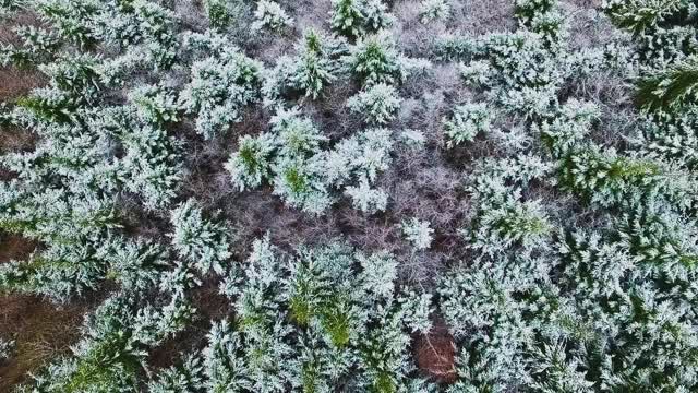 雪下的松林视频素材