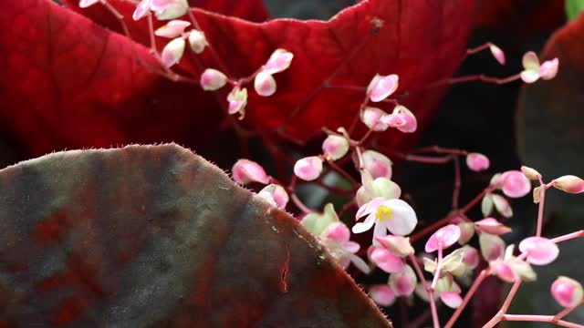 海棠花正在盛开视频素材