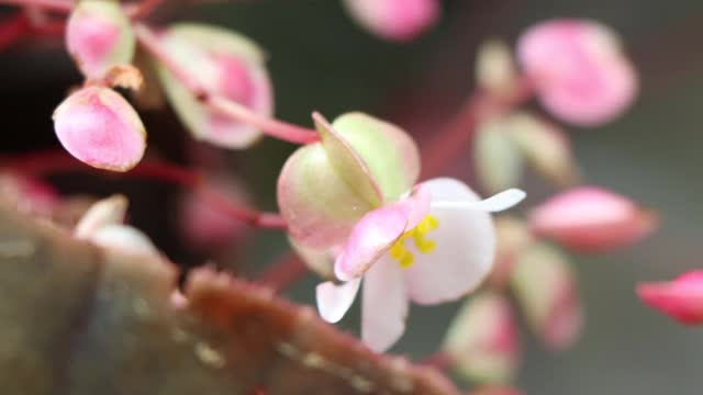 海棠花正在盛开视频素材