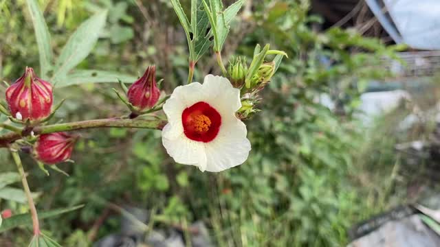 自然花园中的红芙蓉花视频素材