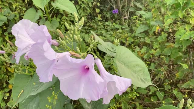 自然花园里的牵牛花视频素材