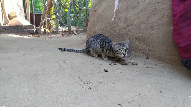 视野开阔的小猫正在吃食物视频下载