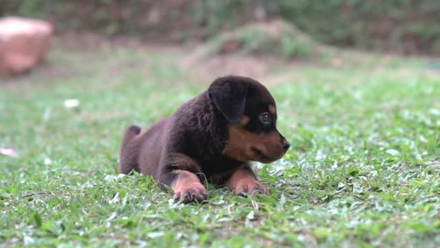 可爱的罗威纳犬小狗坐在和躺在草地上。户外,慢动作。视频素材