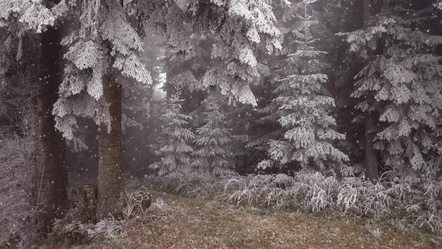 雪在冻结黑暗森林动画。神奇的景观和第一场雪。松树上的霜雾，晃动着影像。圣诞节，新年，冬天的背景。视频下载