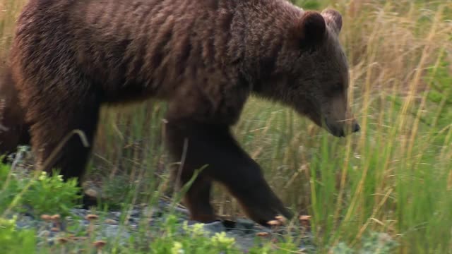 棕熊，或普通熊。熊科(Ursus arctos)是熊科的一种食肉哺乳动物;陆地上最大的食肉动物之一。堪察加半岛，间歇泉谷视频素材