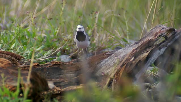 白鹡尾(Motacilla alba)。是野外的一种食虫鸟，常在居住地和水域附近。它在石墙和类似的自然或人造建筑的裂缝中筑巢。视频素材