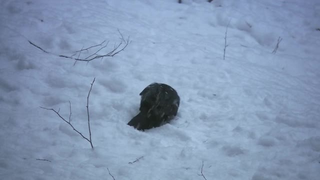 乌鸦(Lat。乌鸦(Corvus cornix)是一种鸟类的天才乌鸦。乌鸦在雪地里打滚。头，翅膀为黑色，翼展可达1米。视频素材